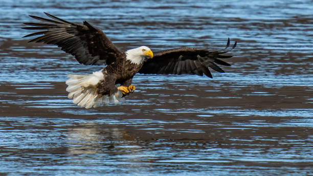 istock Bald Eagle in Flight getting a meal of fish at Conowingo Dam 1289712313