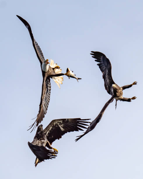 istock Bald Eagle in Flight fighting over fish at Conwingo Dam 1289712324