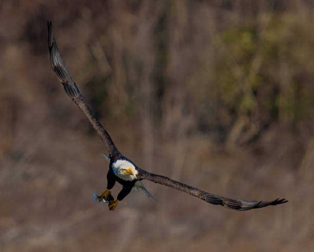 istock Bald Eagle in Flight getting a meal of fish at Conowingo Dam 1289712327