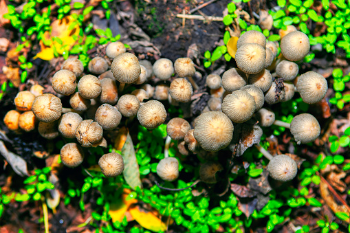 Small mushrooms growing in the forest