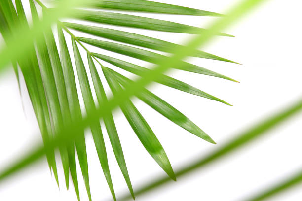 istock tropical nature green palm leaf isolated pattern background with blurred tree 1289713657