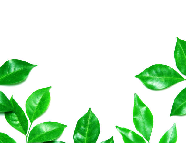 istock collection tropical green leaf on white background 1289713697