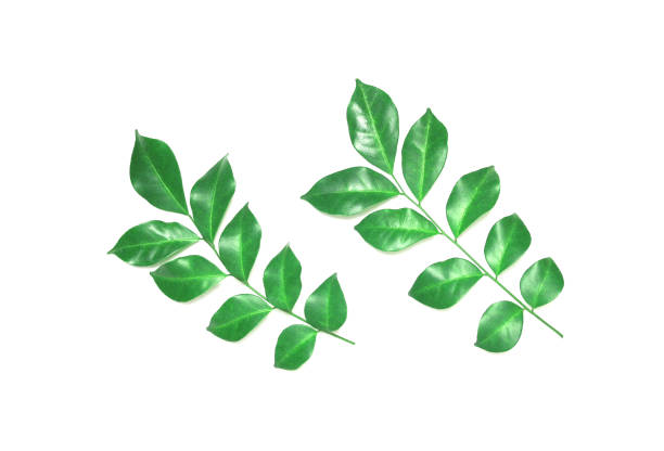 istock collection tropical green leaf on white background 1289713718
