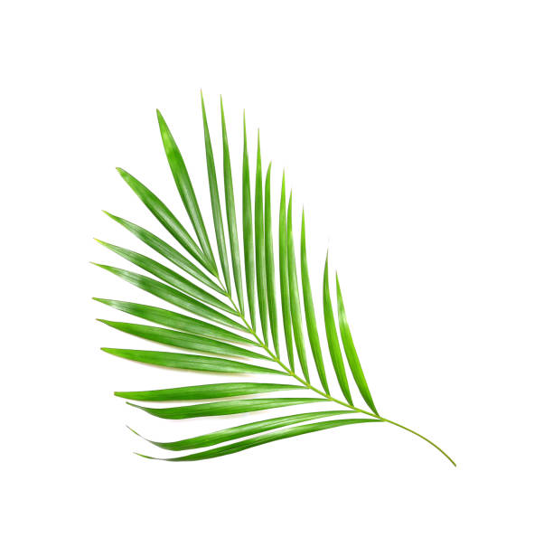 istock tropical nature green palm leaf isolated pattern background clipping path 1289713748