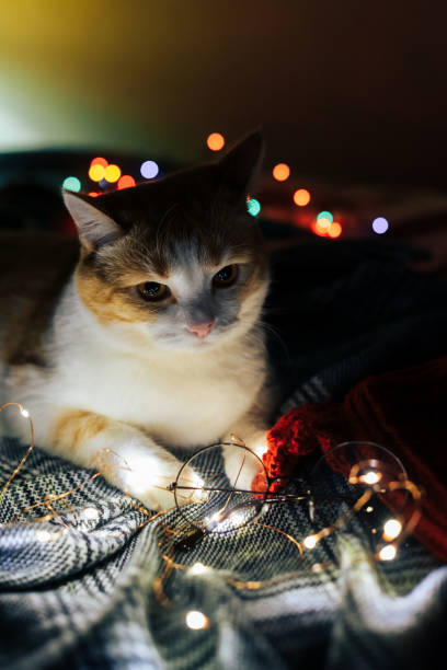 istock Cute red and white cat with Christmas lights 1289714265
