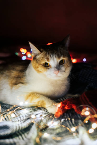 istock Cute red and white cat with Christmas lights 1289714333