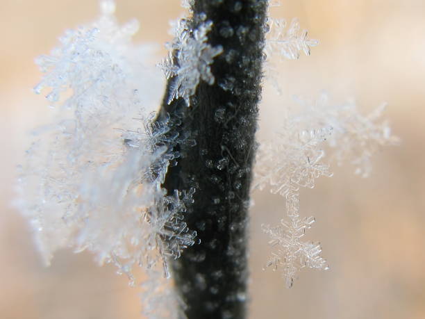istock Snowflakes and ice crystals on a branch 1289714979