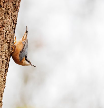 L 12-14,5cm. \nBreeds in mixed and deciduous woods with some older trees and in larger parks and gardens.\nResident. Commonest nuthatch and widespread in Europe.\nFood insects, seeds and nuts. In winter often visits bird tables.\nNests in tree-hole; if entrance is too big, it may be plastered with mud until size suitable. Nest chamber of pine-bark flakes.\n\nThis is a common Species in the described Habitats in the Netherlands.