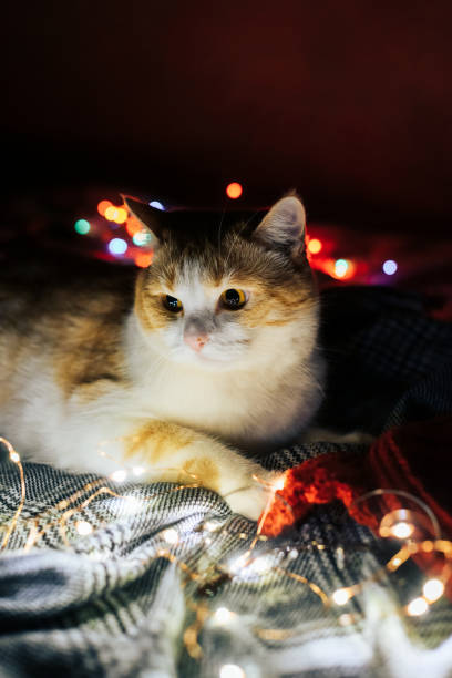 istock Cute red and white cat with Christmas lights 1289715074