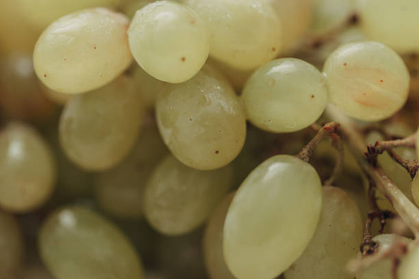 Grape Close Up With Water Droplets on the Peel