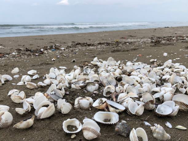 istock the beach has seashells, close-up, overcast air and wavy sea. 1289718267