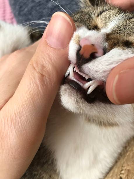 istock cute cat playing with his human friend has pearly teeth 1289718443
