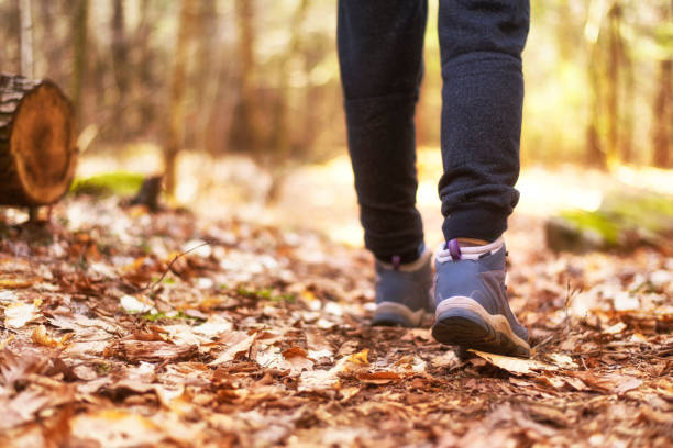 istock hiking footpath new england forest 1289718559