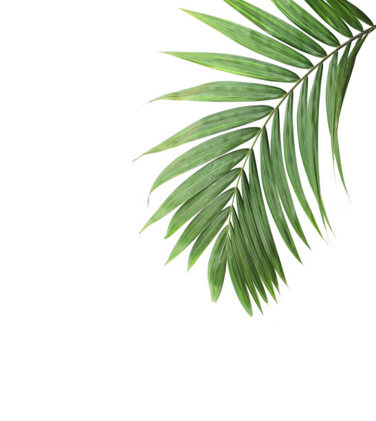 열대 자연 녹색 야자잎 고립 된 패턴 배경 - palm leaf leaf palm tree frond 뉴스 사진 이미지