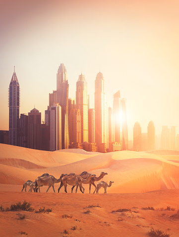 Photomontage of Dubai city with camels in the hot desert