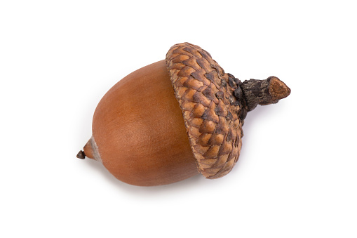 Single ripe acorn isolated on white background
