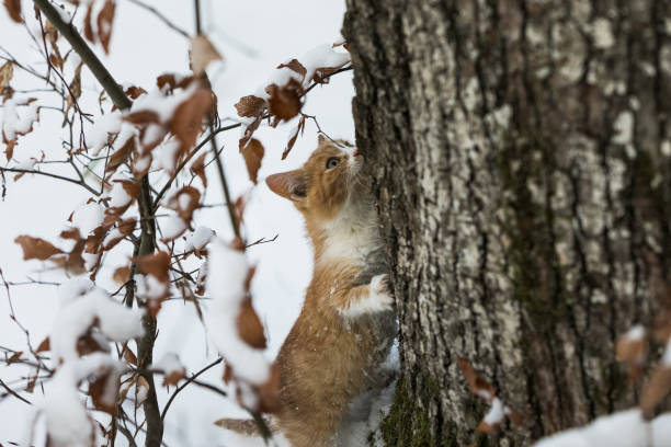 istock Little red kitten walking in the snowy forest 1289722375