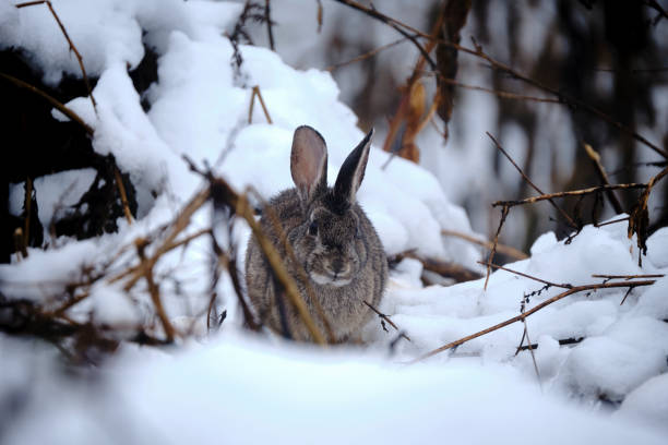 istock little hare in the snow 1289722408