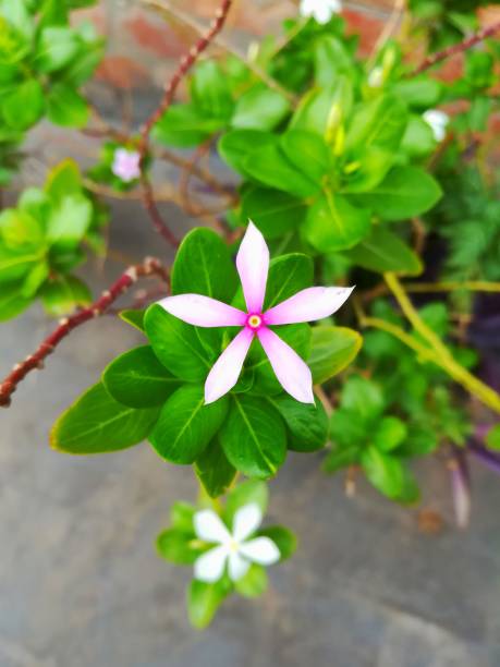 istock Periwinkle plant in morning 1289722441