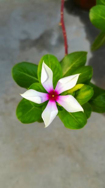 Periwinkle plant in morning