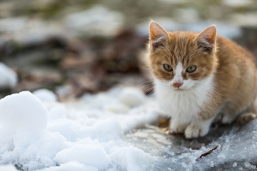 Side view of cute fluffy cat running with paw stretched and snow flying. Cat in motion. Female calico cat exploring snow. Selective focus.