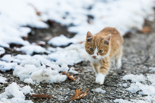Little red kitten walking in the snowy forest