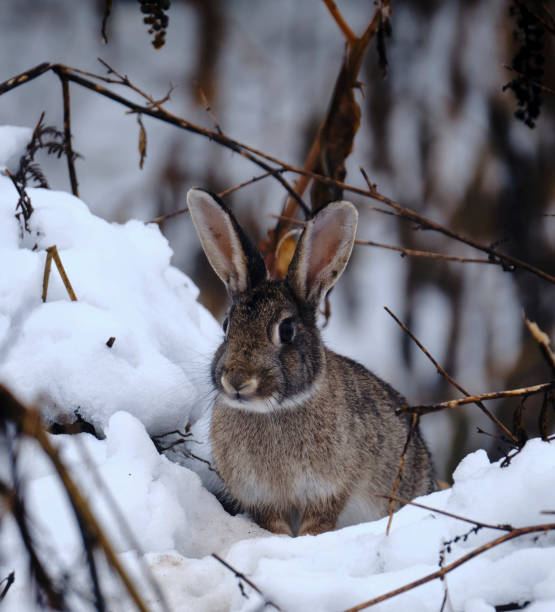 istock little hare in the snow 1289723077
