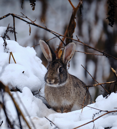 little hare in the snow