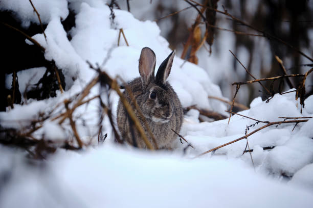 istock little hare in the snow 1289723078