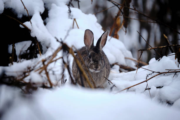 istock little hare in the snow 1289723285