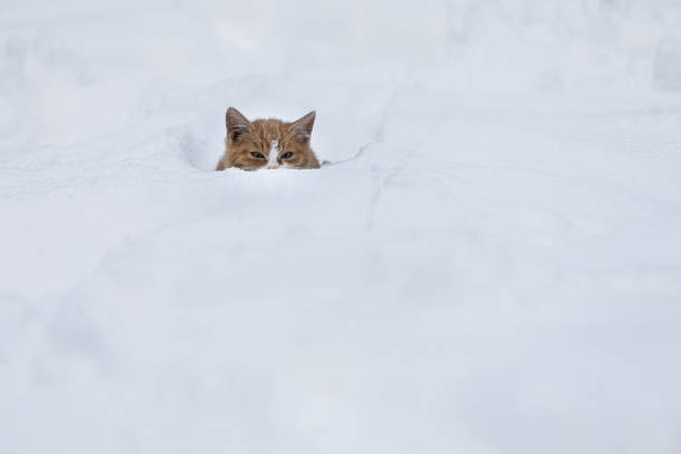istock Cute orange kitten hiding in deep snow in winter 1289723333