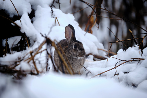 little hare in the snow