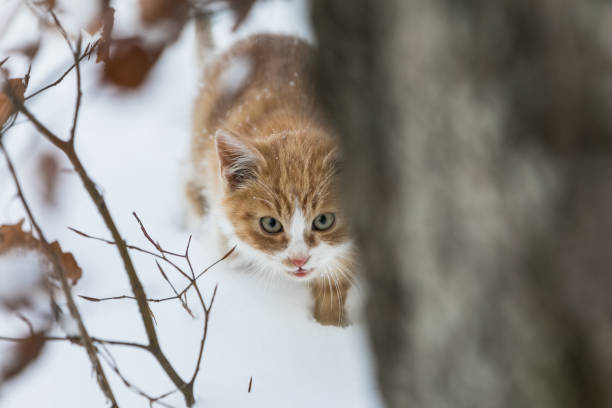 istock Little red kitten walking in the snowy forest 1289723780