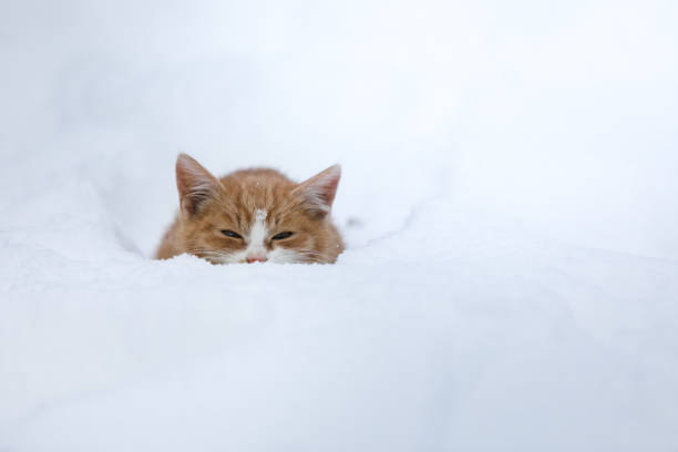 istock Cute orange kitten hiding in deep snow in winter 1289724583
