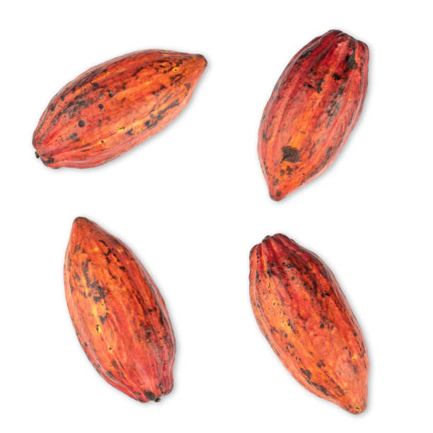 istock Red cocoa fruits isolated over white background 1289724932