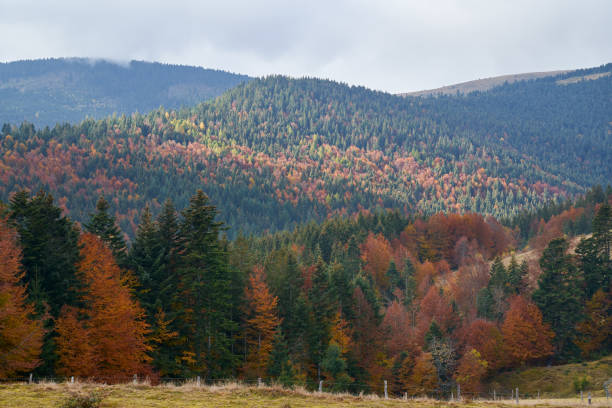 istock Colorful mountains covered in forest 1289728642