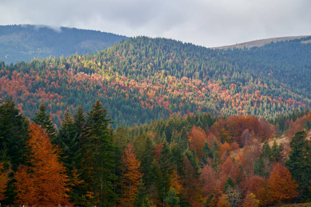 istock Colorful mountains covered in forest 1289728649