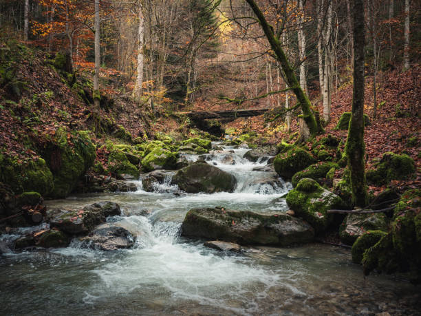 istock river autumn forest orange leaves 1289729145