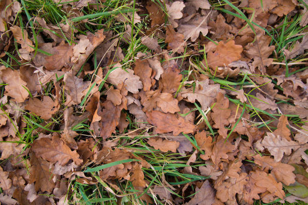 istock Various autumn leaves. Leaves from different trees. Leaves of different colors 1289729220