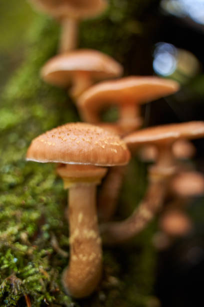 istock Agaric honey mushrooms 1289729988