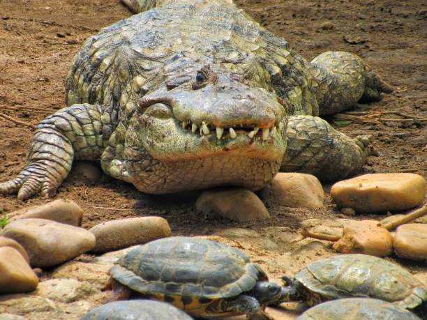 Closeup of a broad-snouted caiman (Caiman latirostris) with pantanal swamp turtles; popularly known as 'jacaré-do-papo-amarelo' in Brazilian Portuguese. Shot in São Paulo, Brazil.