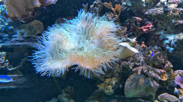 istock Coral in the ocean 1289731685