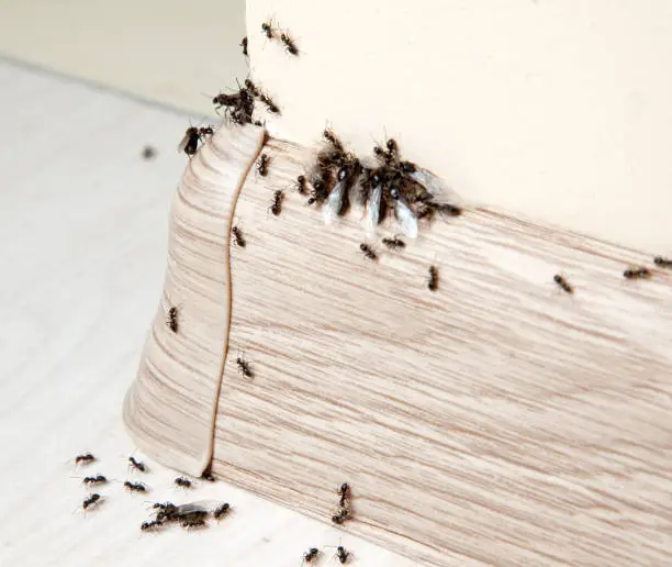 Photo of Ants in the house