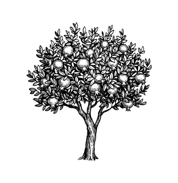 ilustraciones, imágenes clip art, dibujos animados e iconos de stock de bosque de tinta de árbol de granada. - árboles frutales