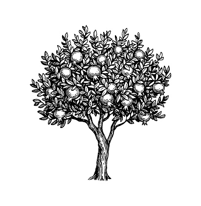Ink sketch of pomegranate tree.