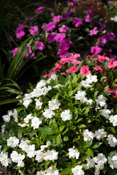 istock White Geranium flower on a sunny day 1289734644