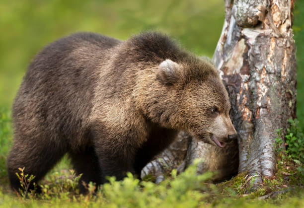 istock Close up of a young Eurasian Brown bear standing by a tree 1289737309