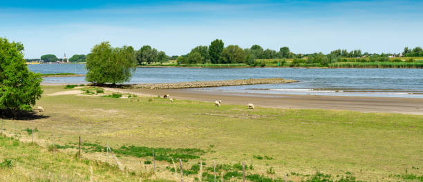 meadow along river lek. between langerak and schoonhoven. the netherlands - alblasserwaard imagens e fotografias de stock