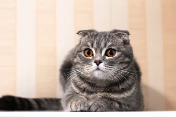 istock The cat is lying on the table on a striped background. 1289738341