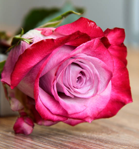 istock Rose on a light wooden background. Bright pink flower. 1289738623